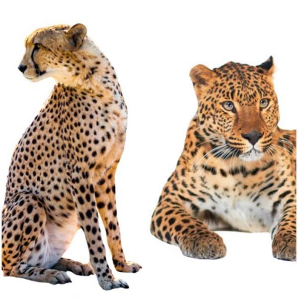 quelles_sont_les_differences_entre_un_leopard_et_un_guepard_1673_600.jpg